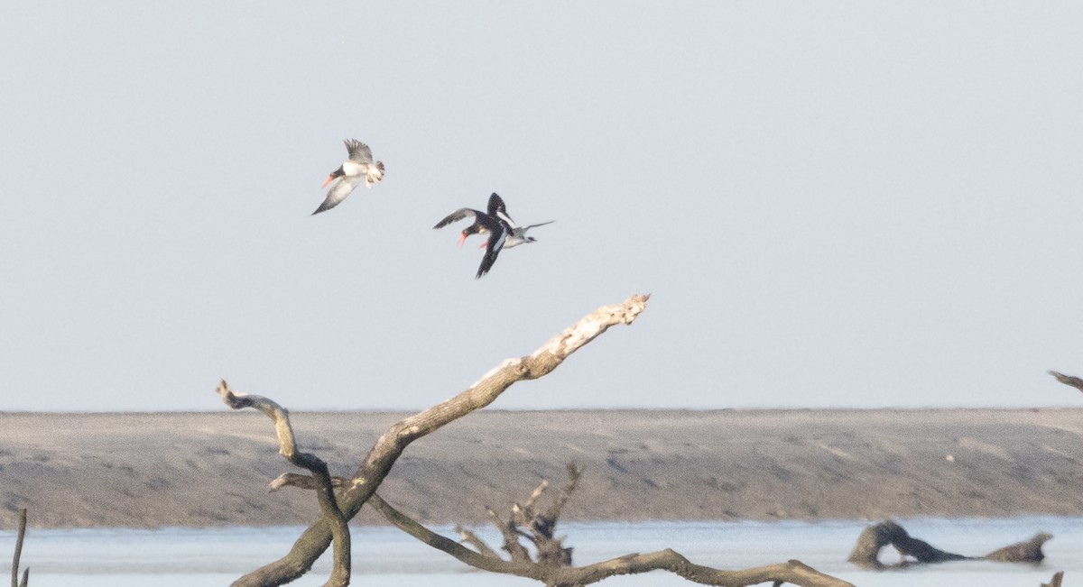 American Oystercatcher - ML620516669