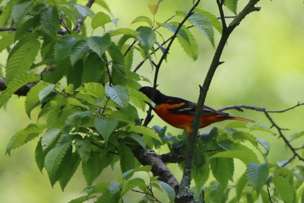 Baltimore Oriole - ML620516671