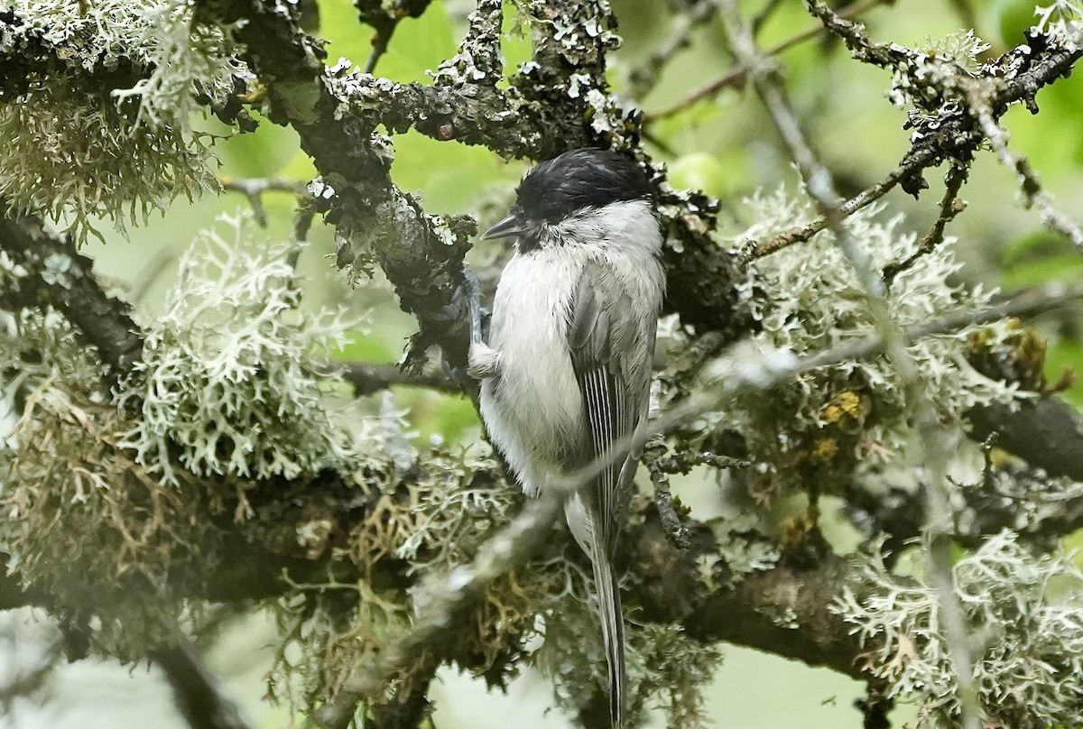 Marsh Tit - ML620516674