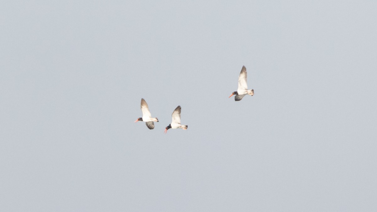 American Oystercatcher - ML620516675