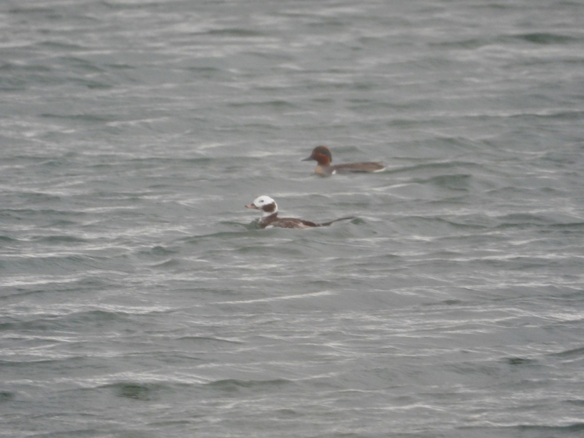 Long-tailed Duck - ML620516679