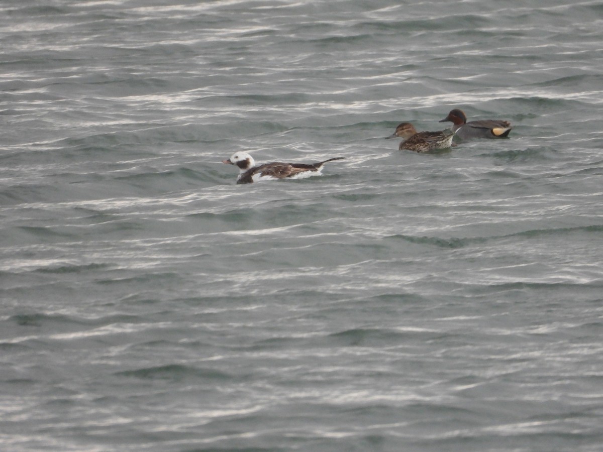Long-tailed Duck - ML620516680