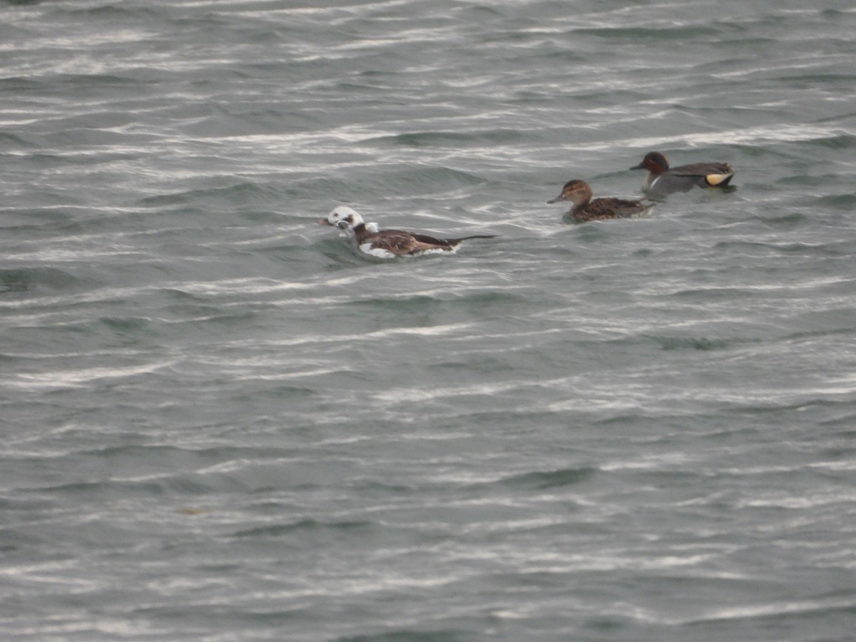 Long-tailed Duck - ML620516681