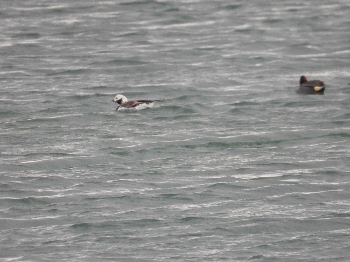 Long-tailed Duck - ML620516682
