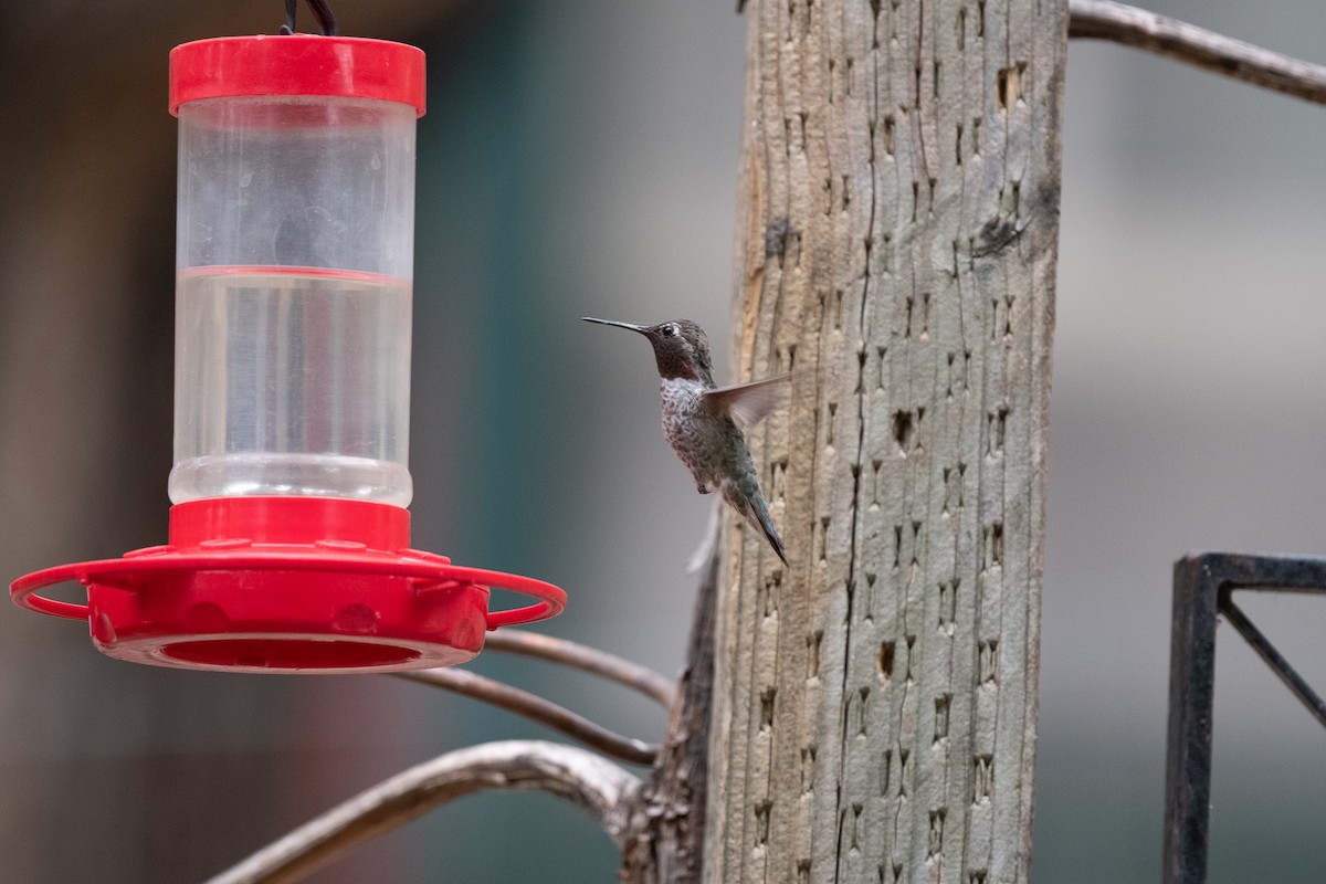 Broad-tailed Hummingbird - ML620516683