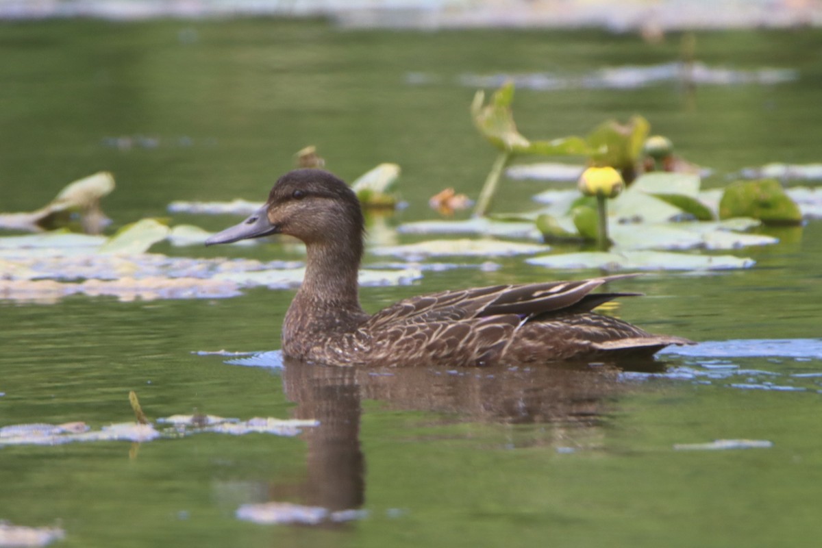 Mallard - Sandy C