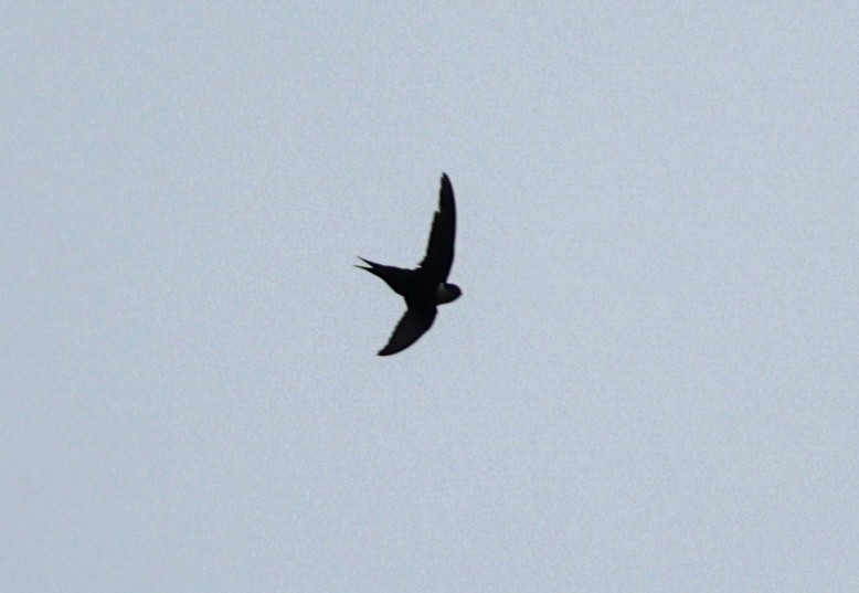 Lesser Swallow-tailed Swift - ML620516696