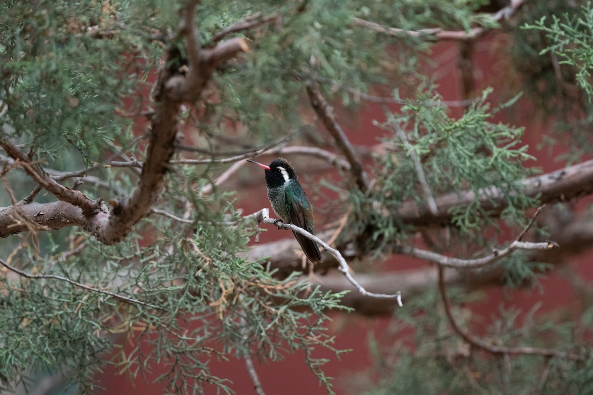 White-eared Hummingbird - ML620516697