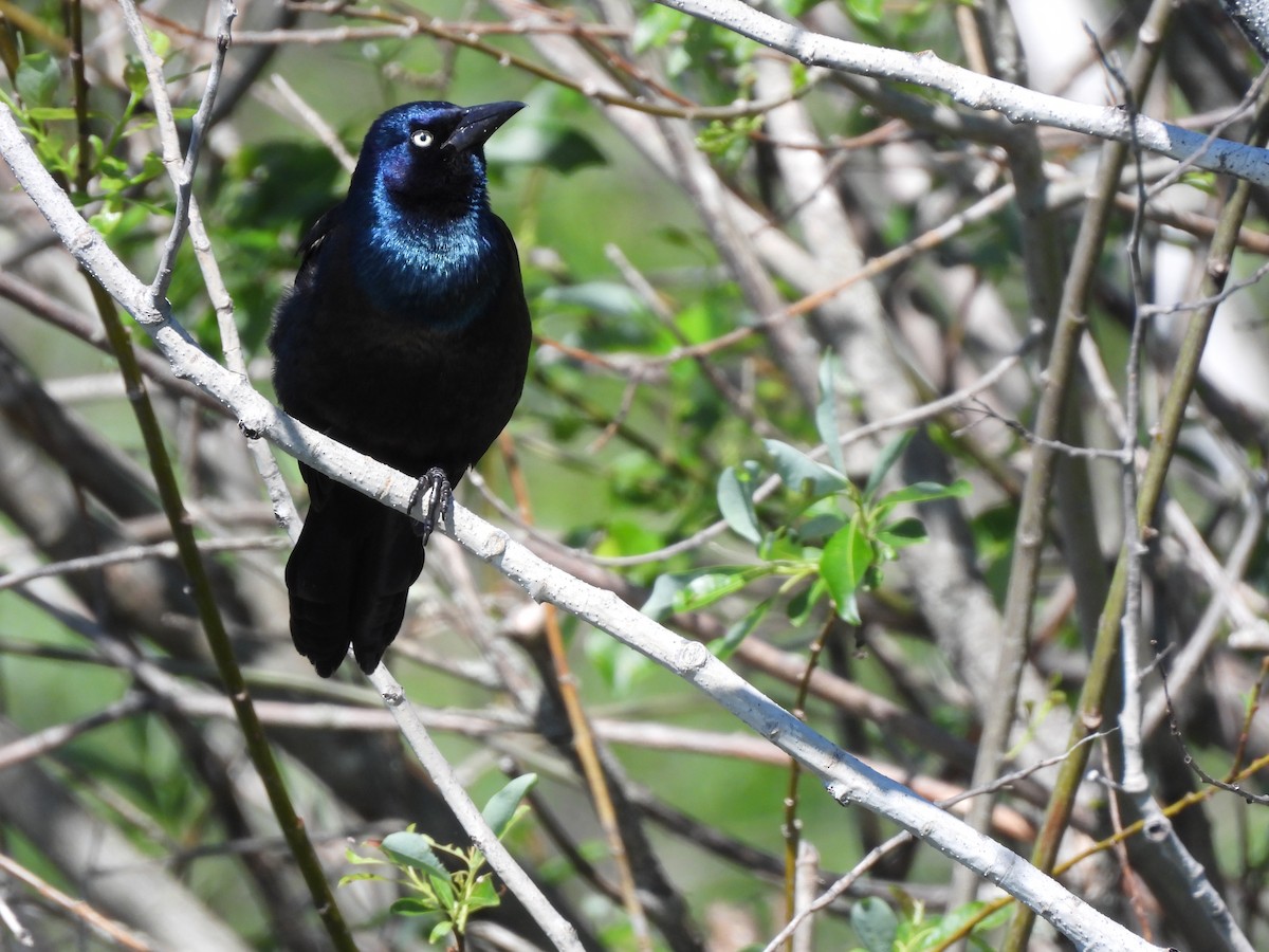 Common Grackle - ML620516706