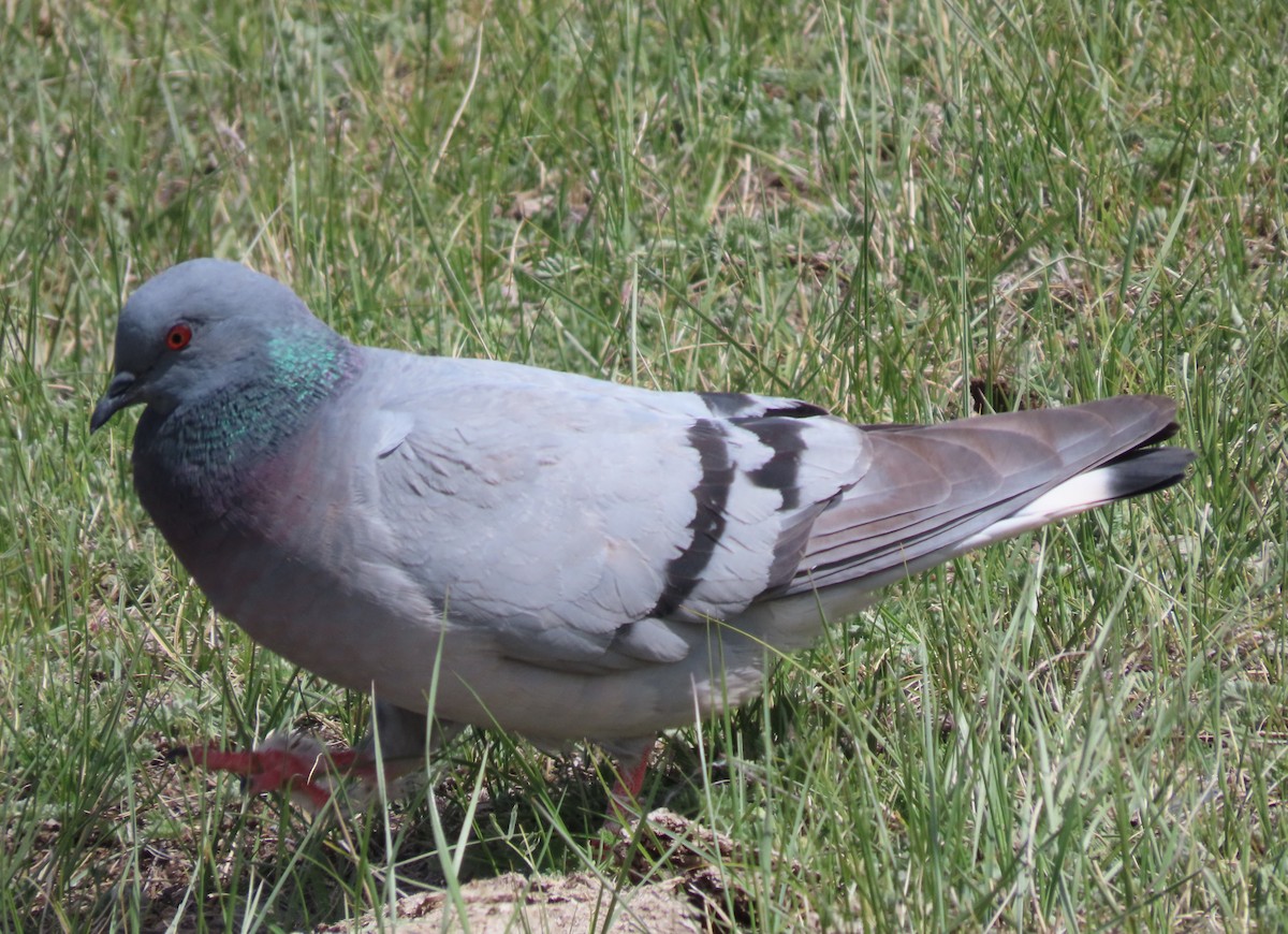 Hill Pigeon - ML620516712