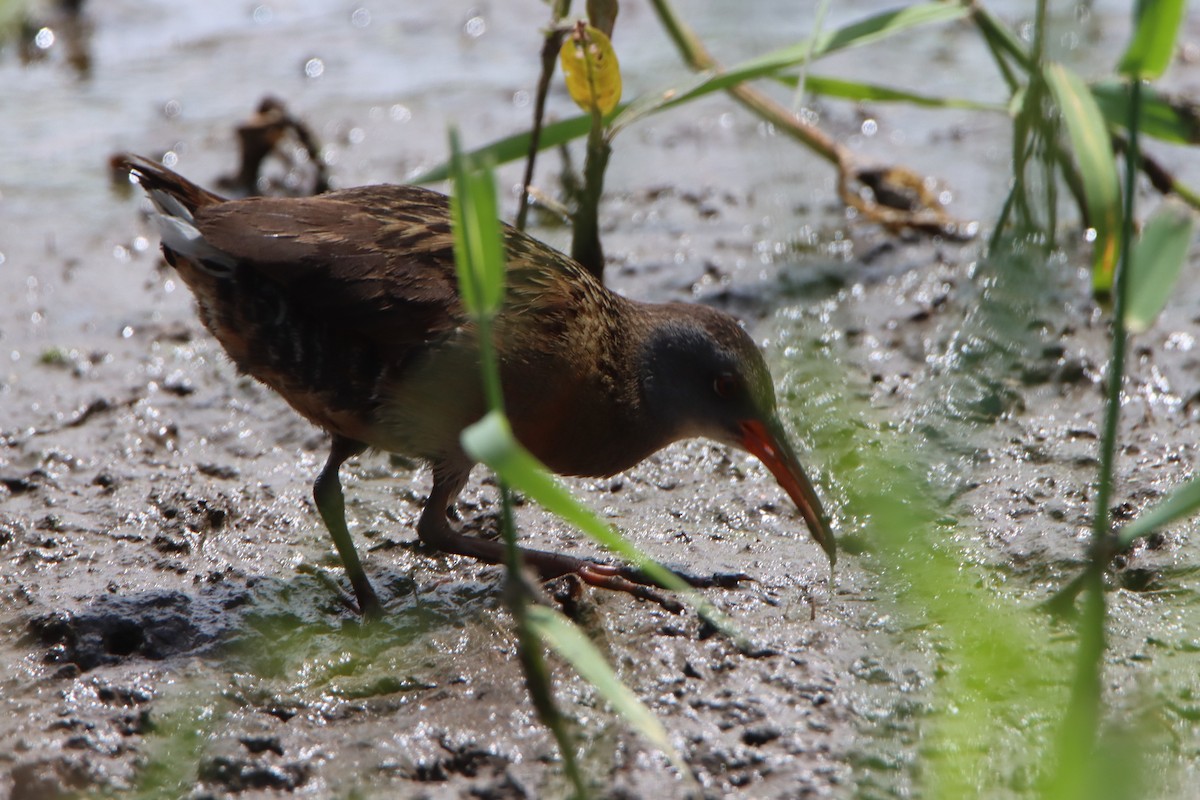 Virginia Rail - ML620516716