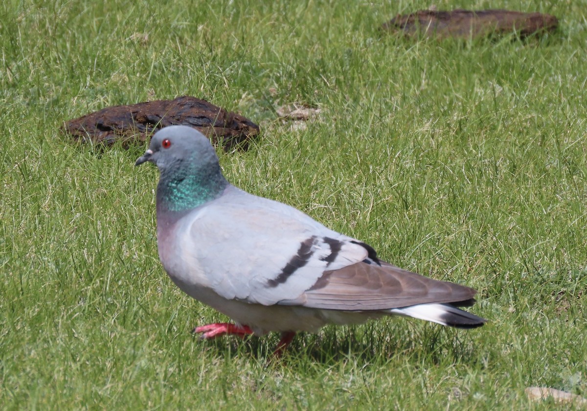 Hill Pigeon - ML620516717