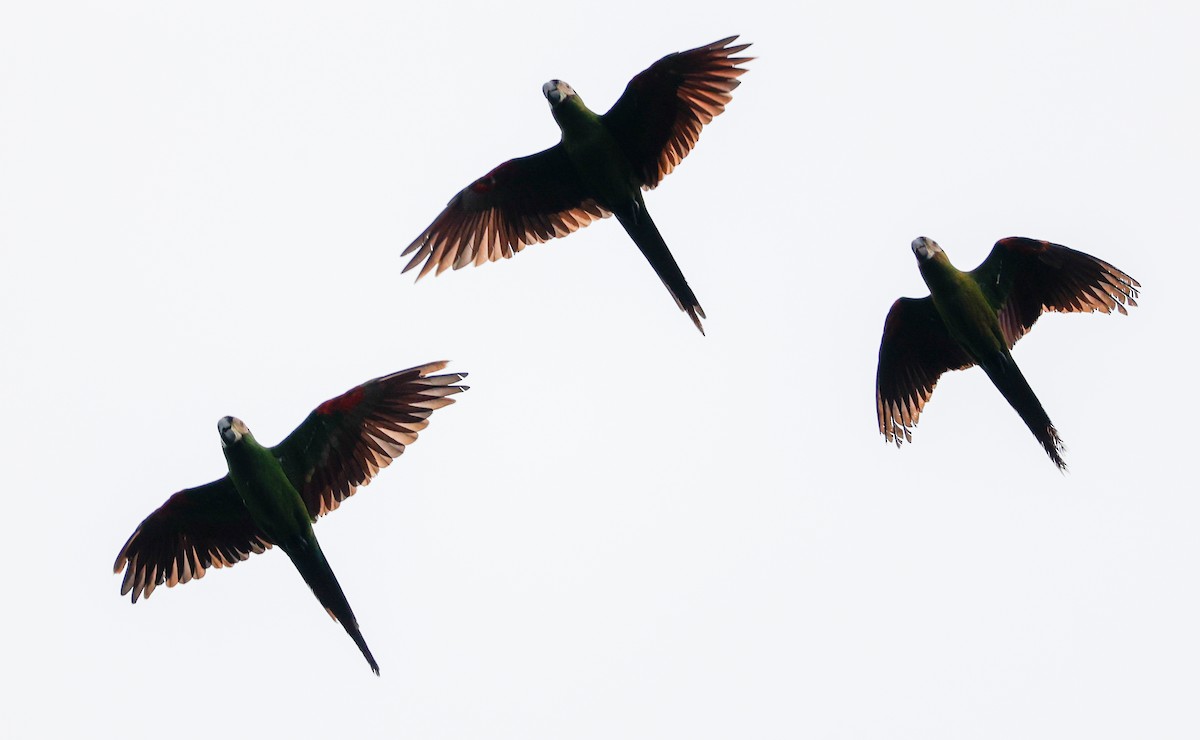 Chestnut-fronted Macaw - ML620516724