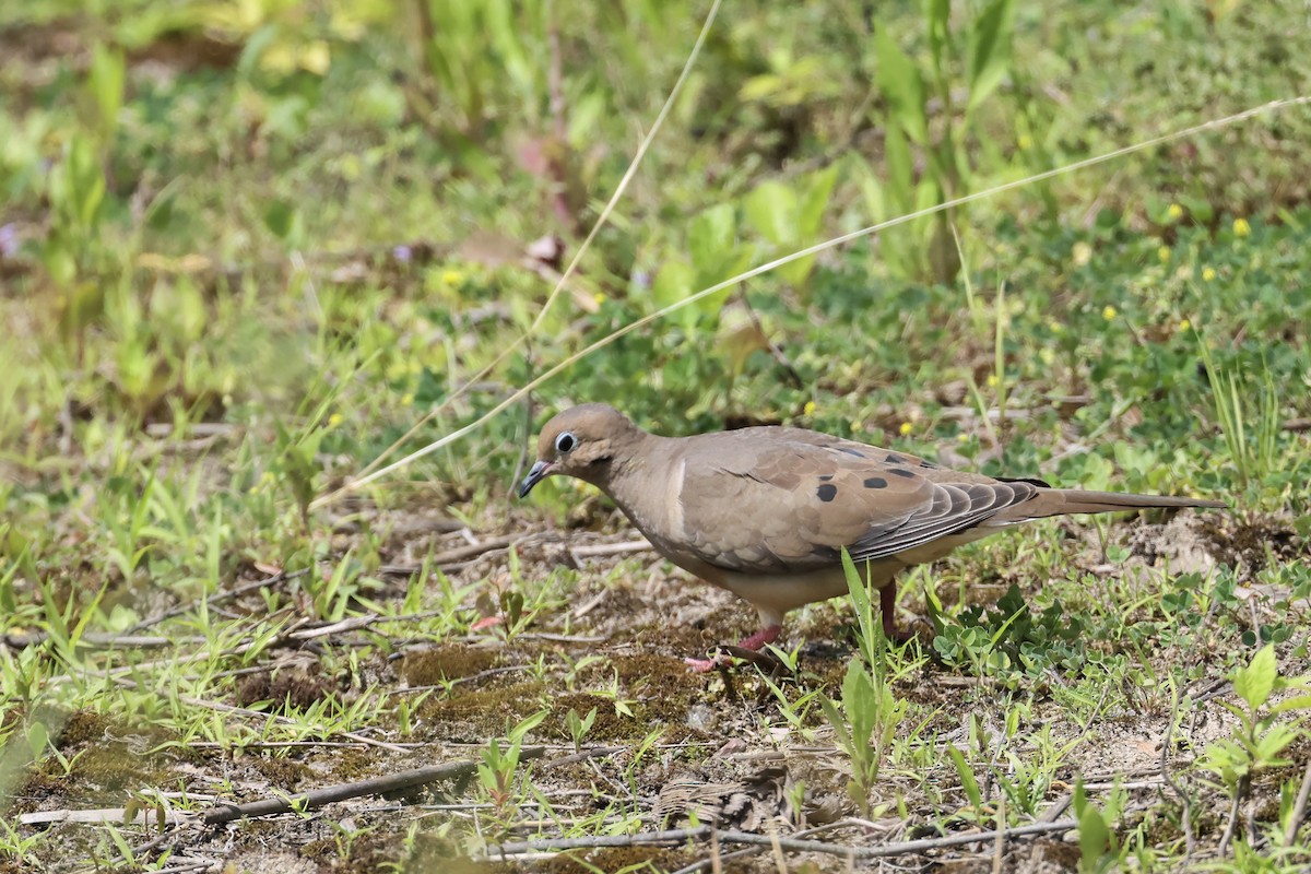 Mourning Dove - ML620516728