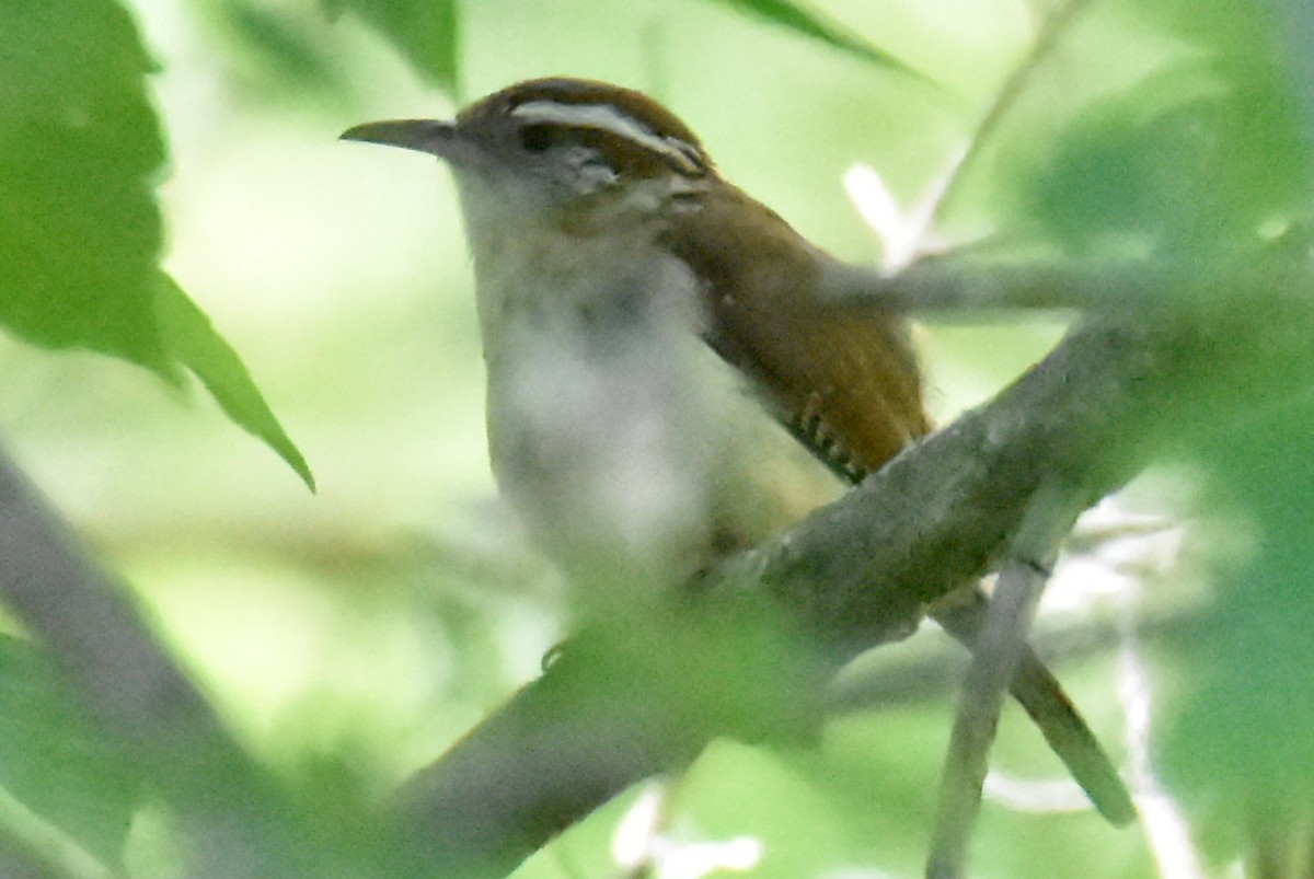 Carolina Wren - ML620516731