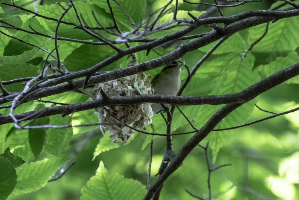 Red-eyed Vireo - ML620516734