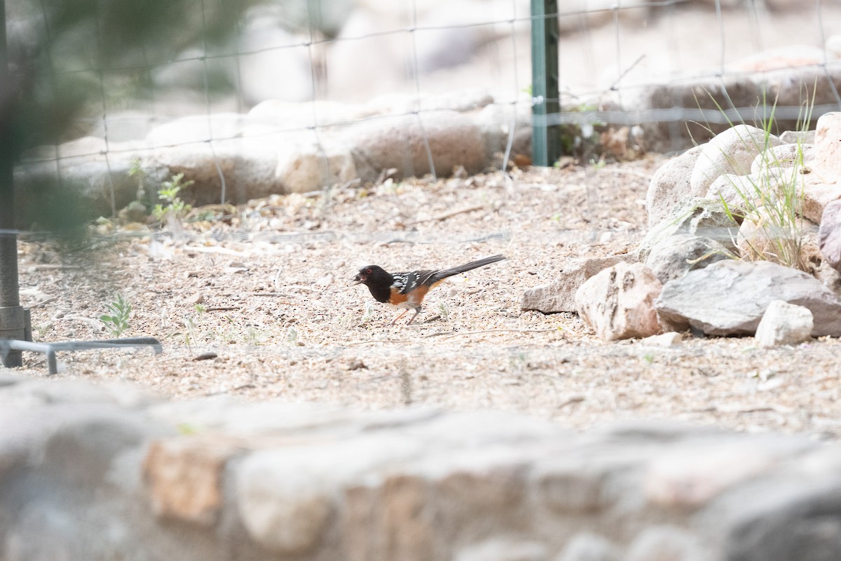Spotted Towhee - ML620516735