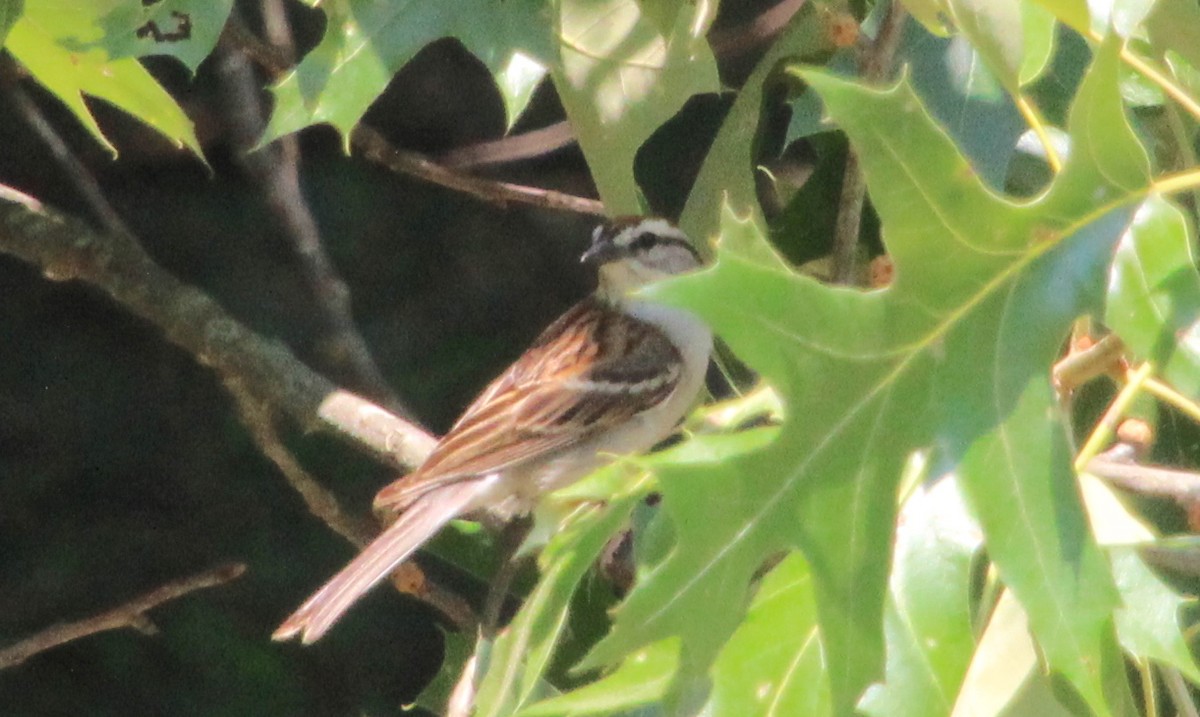 Chipping Sparrow - ML620516736