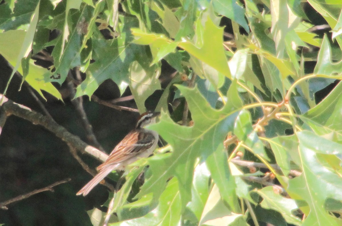 Chipping Sparrow - Carole Swann