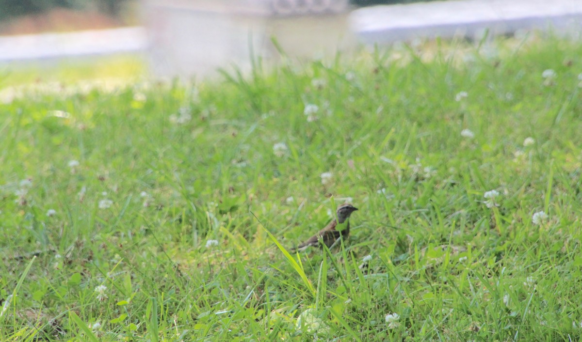 Chipping Sparrow - ML620516738