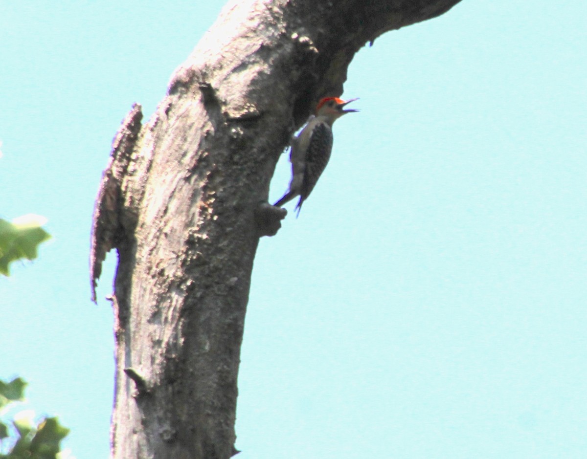 Red-bellied Woodpecker - ML620516743