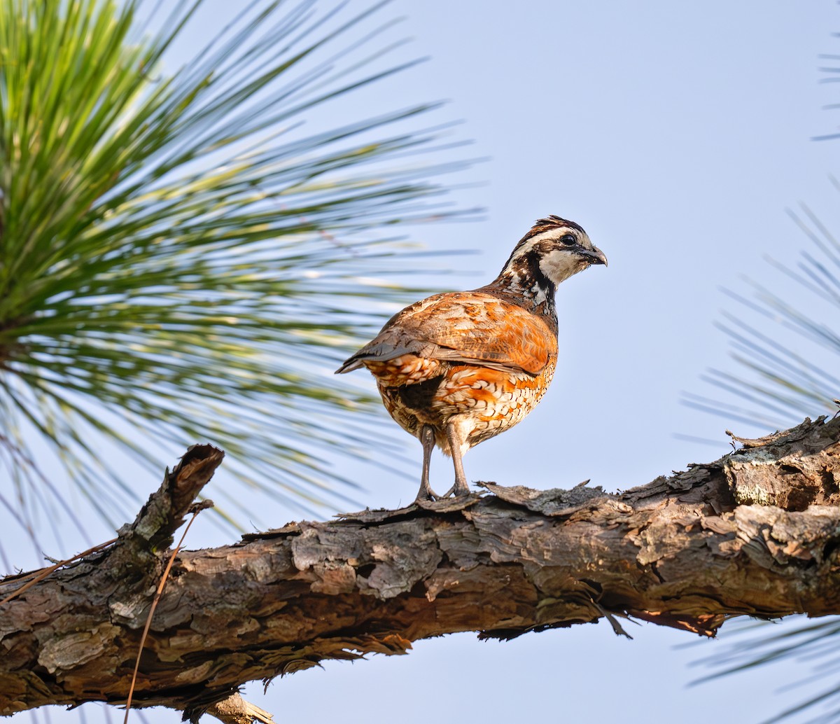 Northern Bobwhite - ML620516747