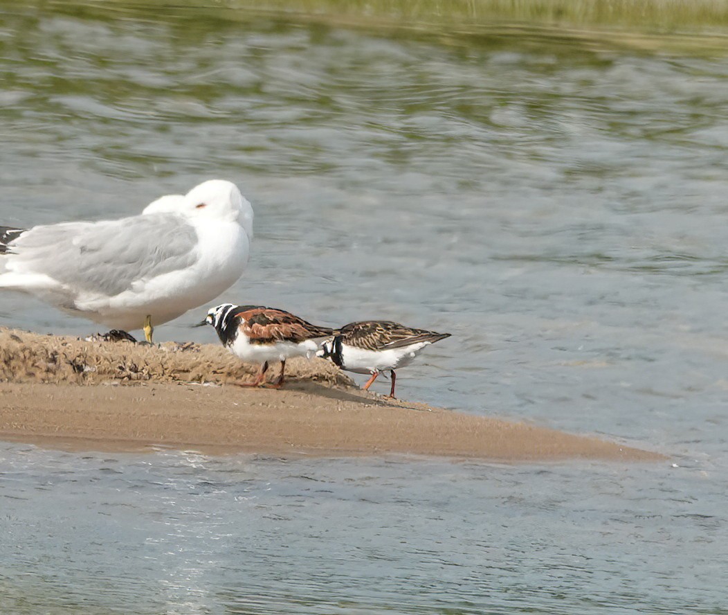 Ruddy Turnstone - ML620516752