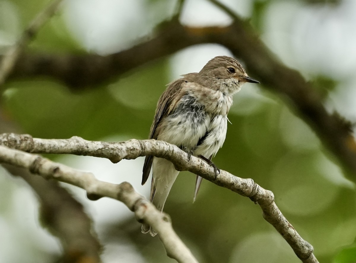 Spotted Flycatcher - ML620516756