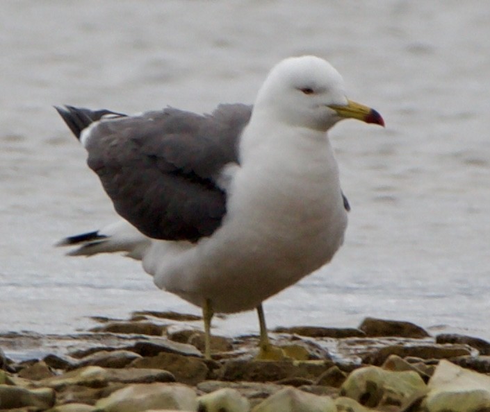 Black-tailed Gull - ML620516758