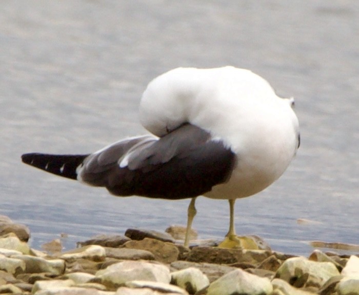 Black-tailed Gull - ML620516761