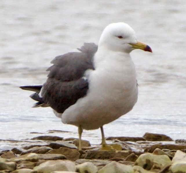 Black-tailed Gull - ML620516763
