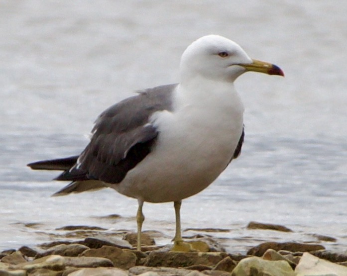 Black-tailed Gull - ML620516765