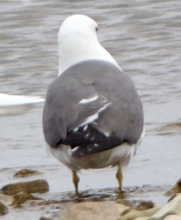 Black-tailed Gull - ML620516768