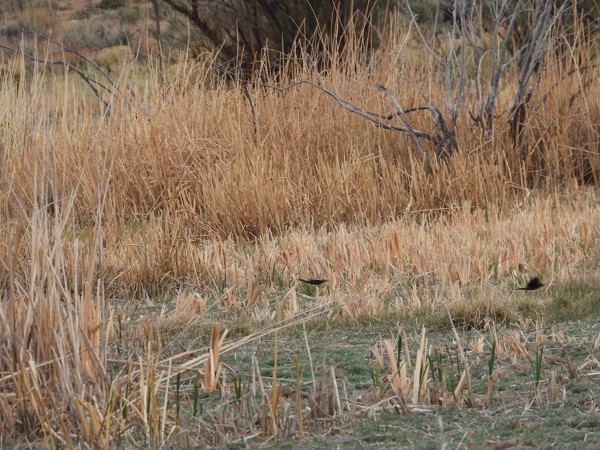 Bobolink - Colby Neuman