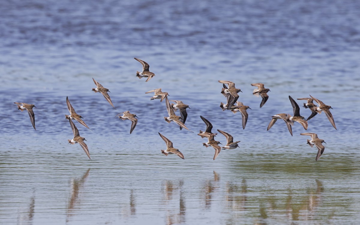 White-rumped Sandpiper - ML620516796