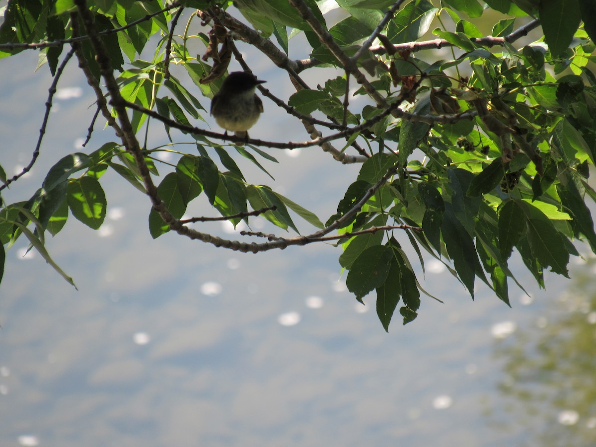 Eastern Phoebe - Winston Caillouet