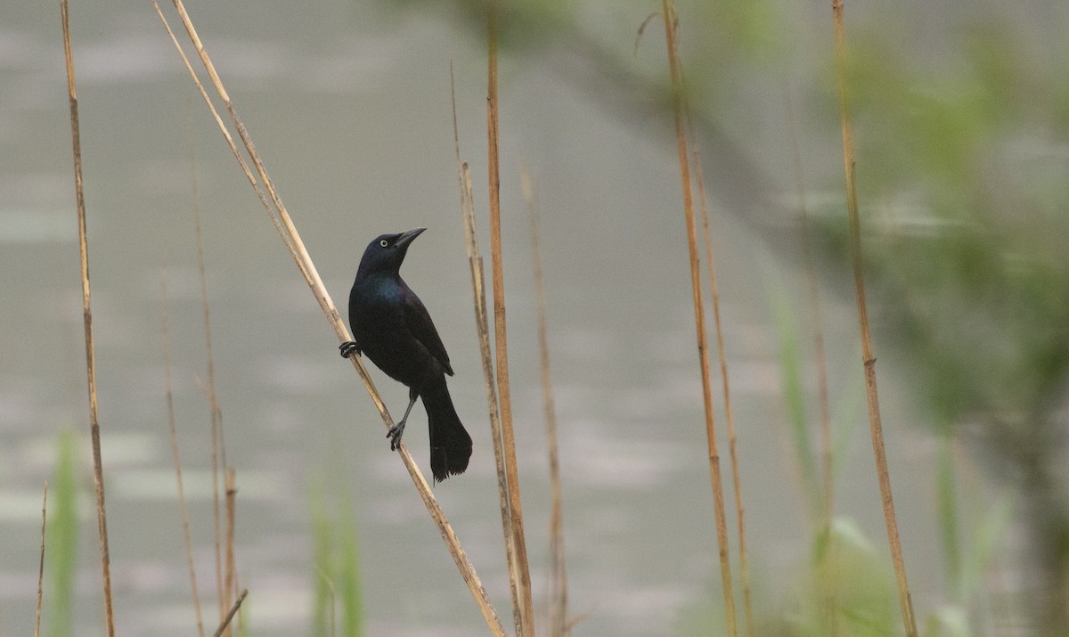 Common Grackle - ML620516802