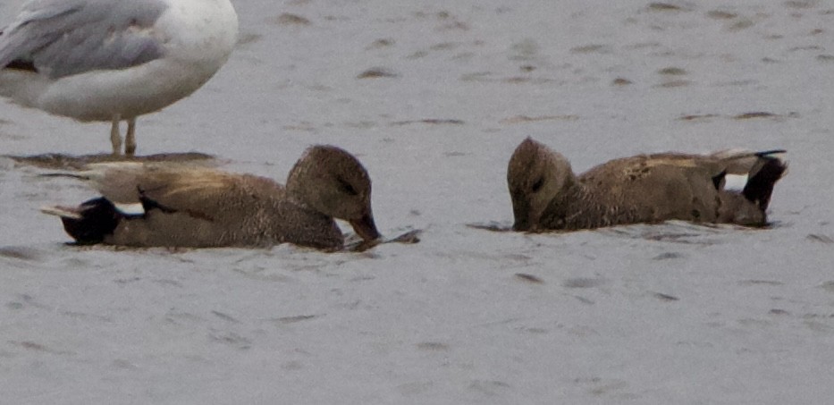 Gadwall - ML620516807