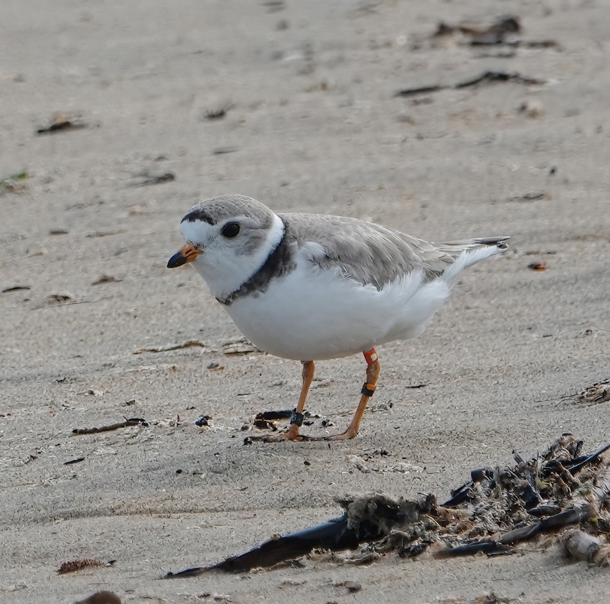 Piping Plover - ML620516810