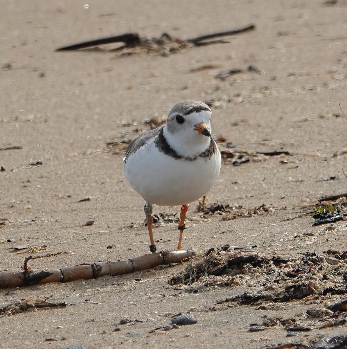 Piping Plover - ML620516811