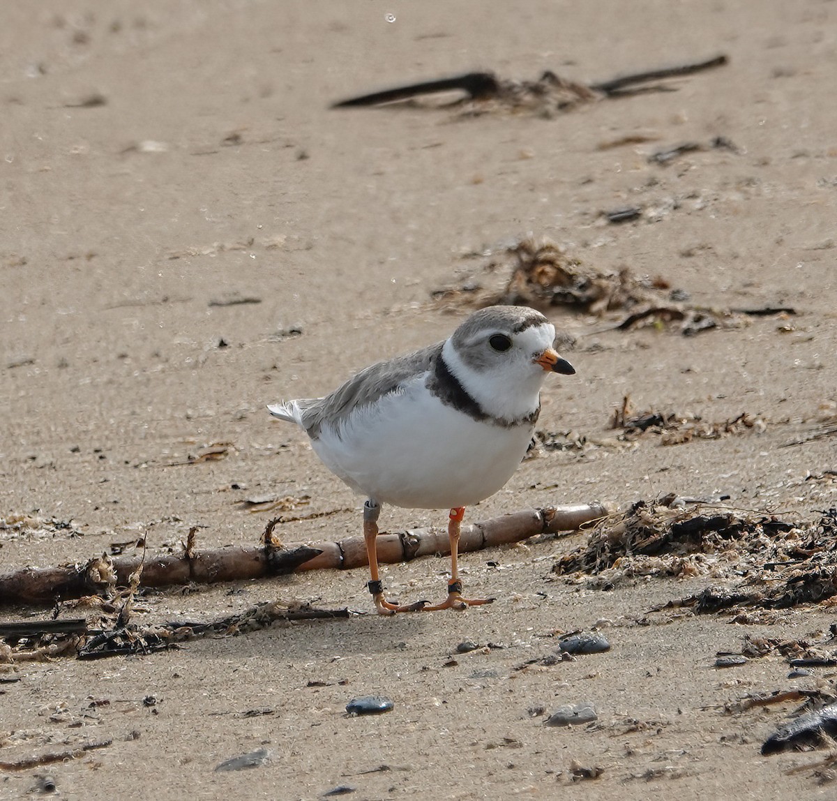 Piping Plover - ML620516812