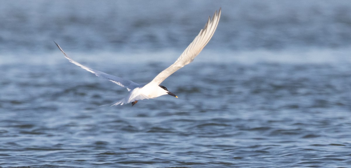 Sandwich Tern - ML620516813