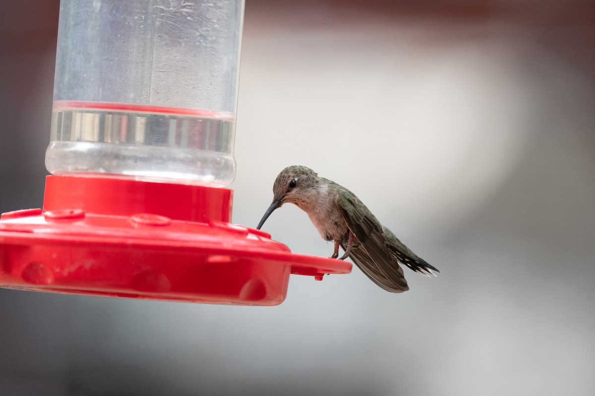 Black-chinned Hummingbird - ML620516814