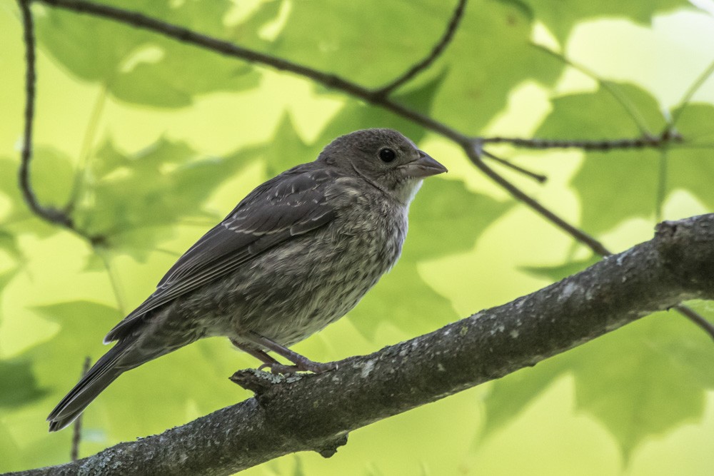 Brown-headed Cowbird - ML620516815