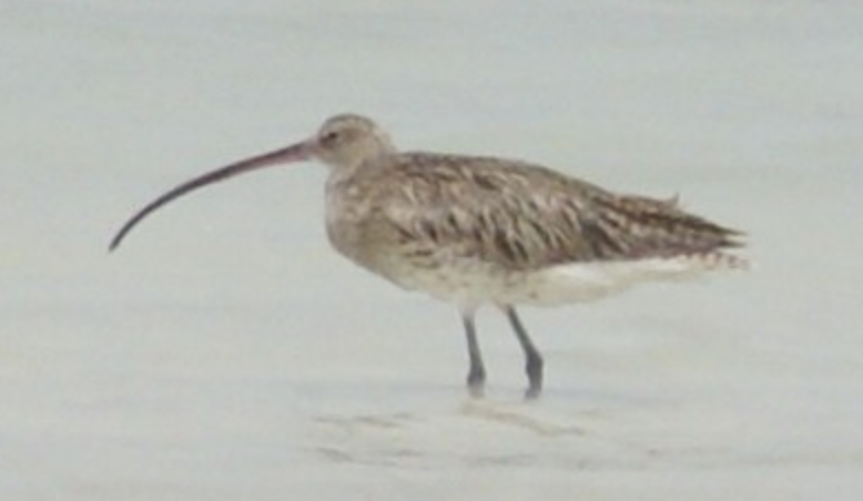 Eurasian Curlew - Michael Grunwell