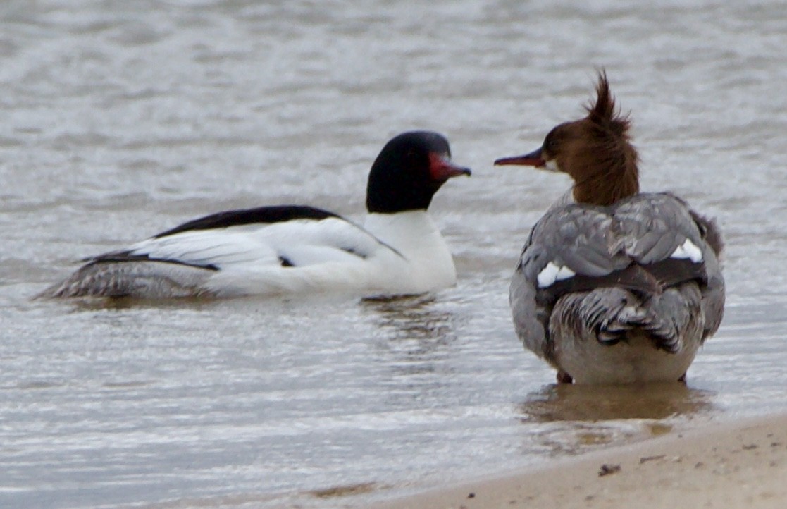 Common Merganser - ML620516822