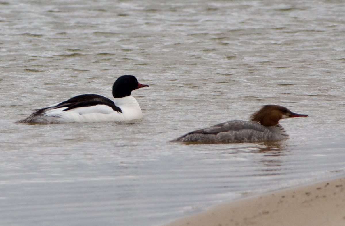 Common Merganser - ML620516823