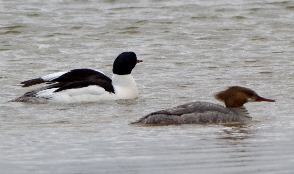 Common Merganser - ML620516824