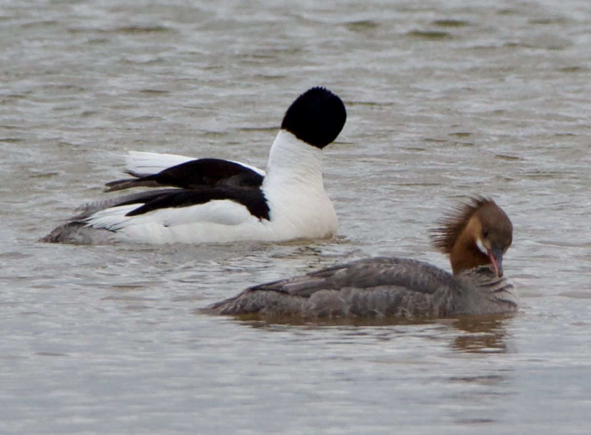 Common Merganser - ML620516825