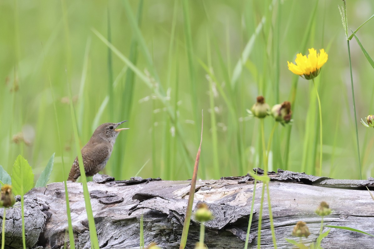 House Wren - Mary Thurmond